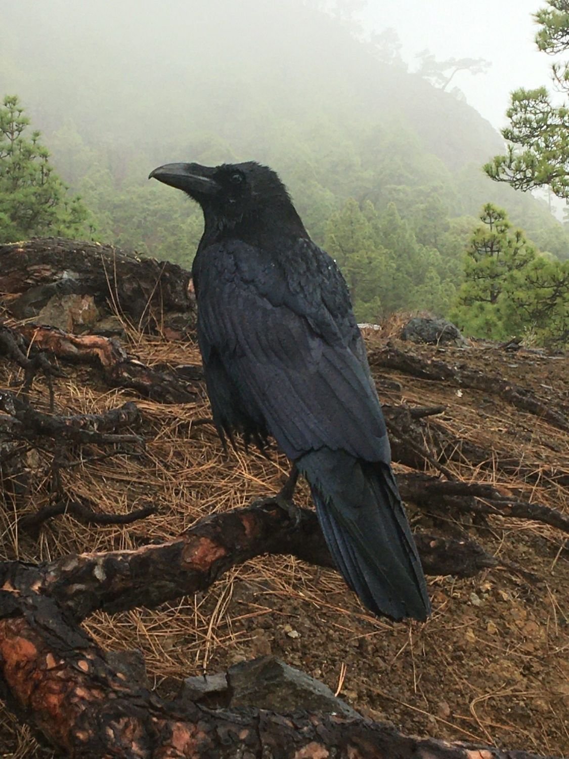 Kolkrabe auf einem Ast im nebligen Pinienwald