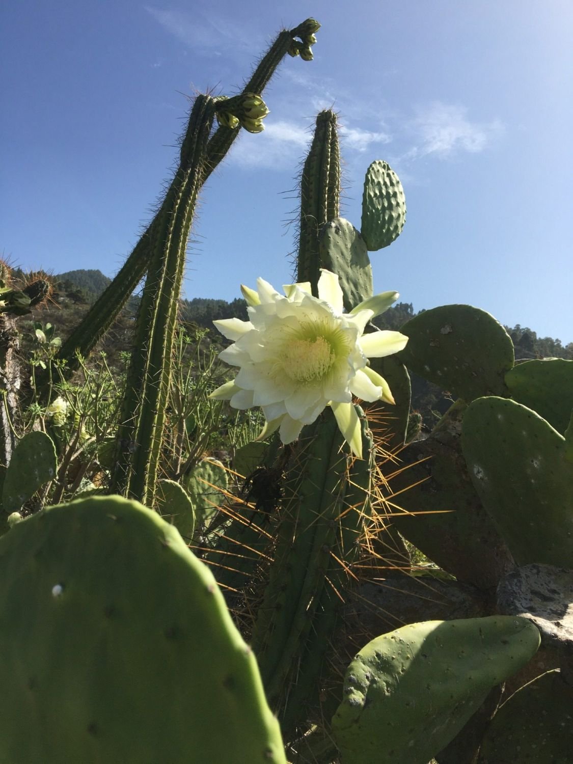 Weiße Kakteenblüte vor blauem Himmel