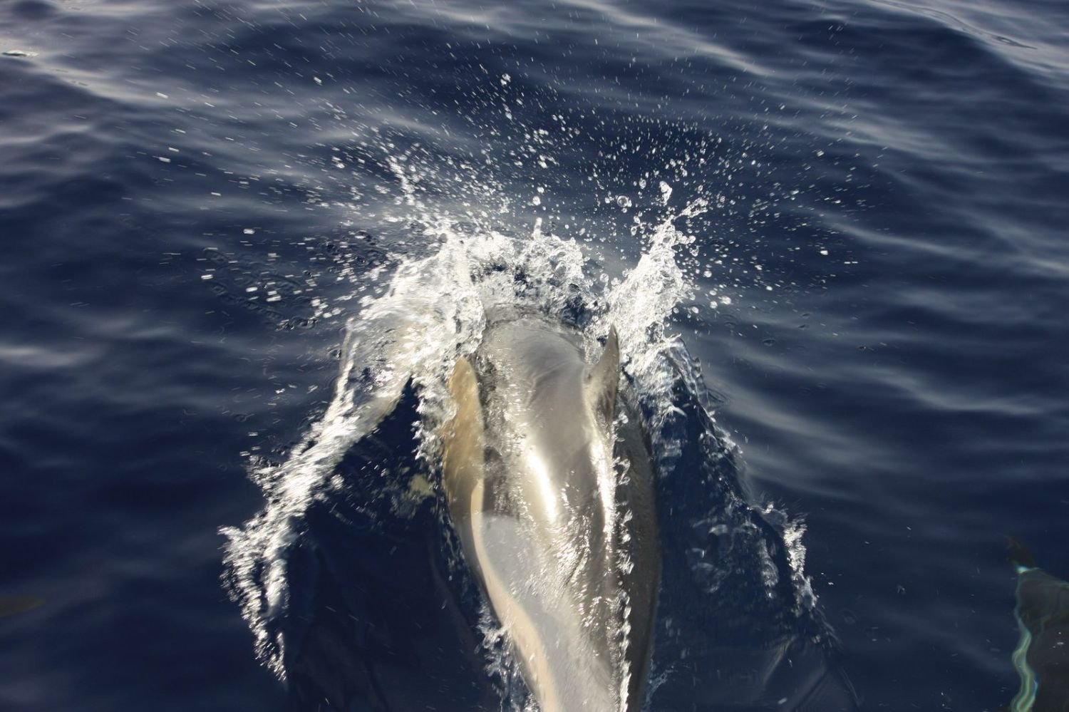 Delfin schwimmt neben dem Boot