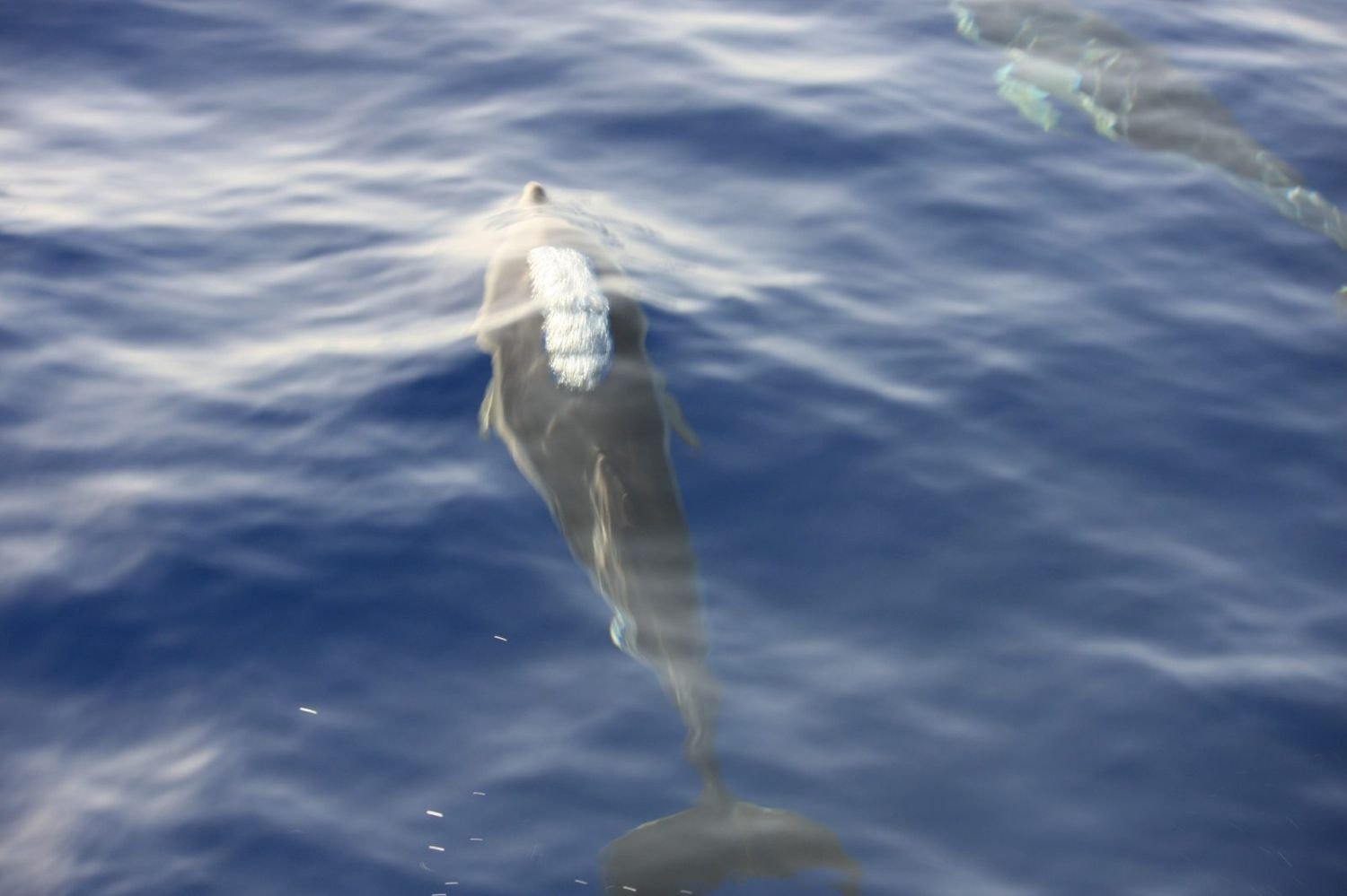 Delfin knapp unter der Wasseroberfläche